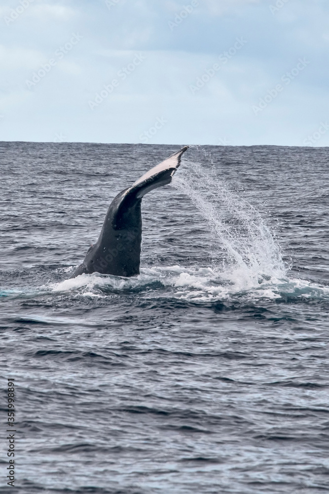 Fototapeta premium Humpback Whale photographed in Vitoria, Capital of Espirito Santo. Southeast of Brazil. Atlantic Ocean. Picture made in 2019.