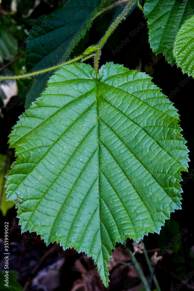 Close up of a rasberry plant leaf. Close up of a rasberry plant leaf.