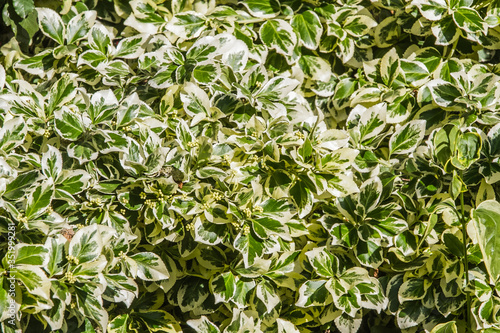 Natural green leaves textured background.