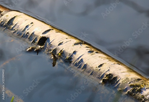 Fototapeta Naklejka Na Ścianę i Meble -  Brzoza zatopiona pływająca w wodzie