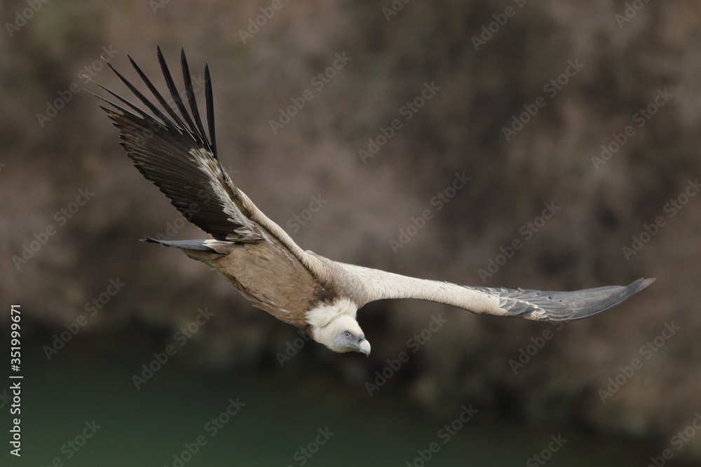 Buitre leonado (Gyps fulvus ) en España Buitre leonado (Gyps fulvus ) en España