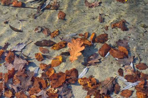 A brown oak leaf on the lake water. Autumn concept.