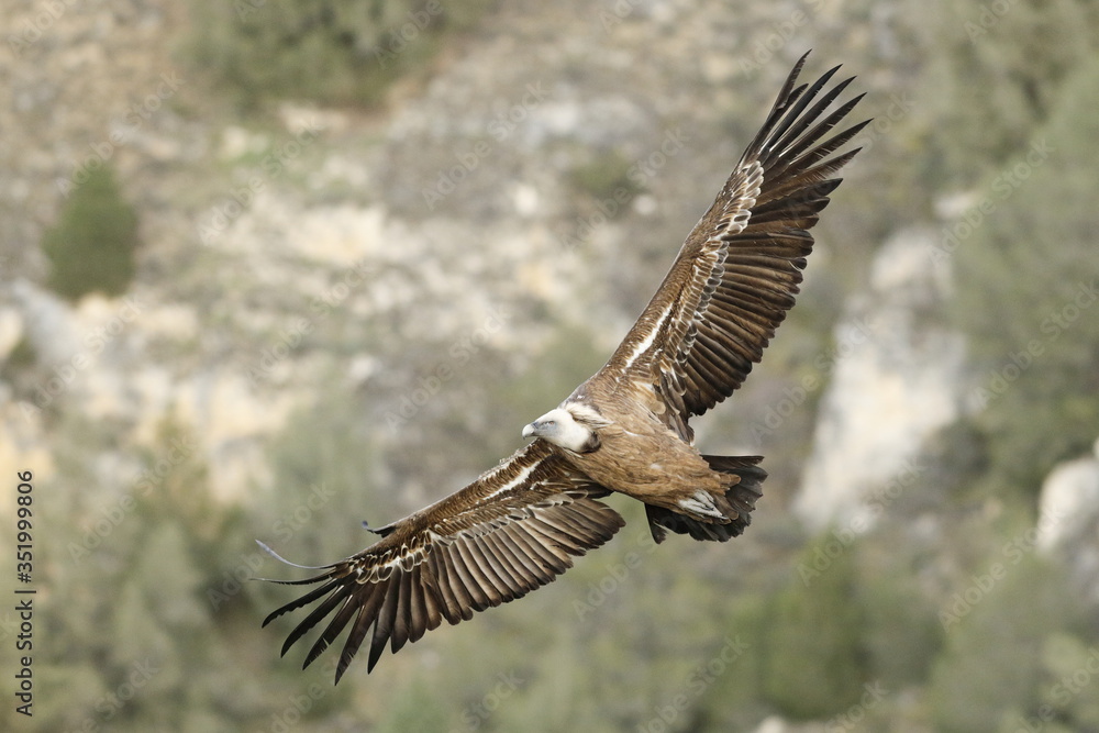 Obraz premium Buitre leonado (Gyps fulvus ) en España