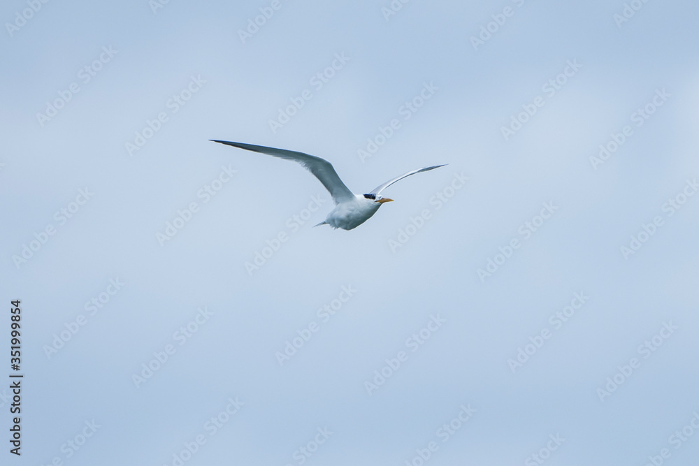 Cabot s Tern photographed in Vitoria, Capital of Espirito Santo. Southeast of Brazil. Atlantic Ocean. Picture made in 2019. Cabot s Tern photographed in Vitoria, Capital of Espirito Santo. Southeast of Brazil. Atlantic Ocean. Picture made in 2019.