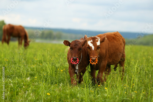 Cows with nose rings on the green grass