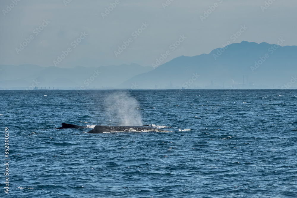Humpback Whale photographed in Vitoria, Capital of Espirito Santo. Southeast of Brazil. Atlantic Ocean. Picture made in 2019. Humpback Whale photographed in Vitoria, Capital of Espirito Santo. Southeast of Brazil. Atlantic Ocean. Picture made in 2019.