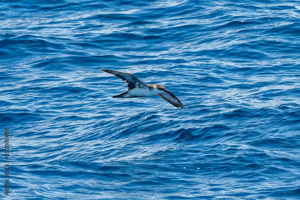 Great Shearwater photographed in Vitoria, Capital of Espirito Santo. Southeast of Brazil. Atlantic Ocean. Picture made in 2019. Great Shearwater photographed in Vitoria, Capital of Espirito Santo. Southeast of Brazil. Atlantic Ocean. Picture made in 2019.
