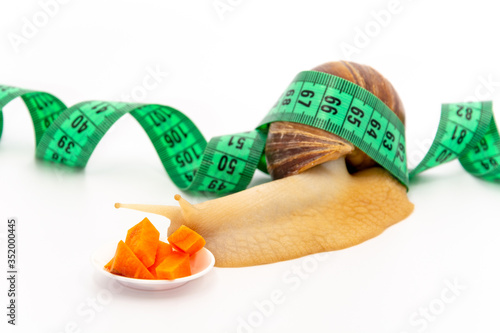 Funny Achatina snail closeup, eats a carrot, next to the measuring tape, on white background. The concept of proper healthy nutrition. photo