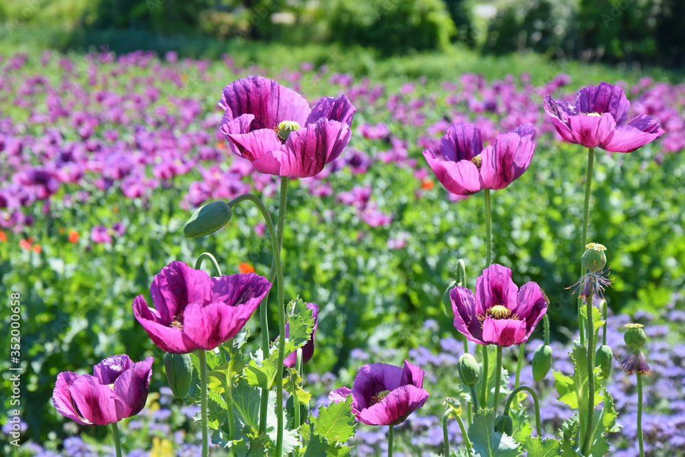 Violet Poppy Field Papaver Somniferum L Violet Poppy Field Papaver Somniferum L