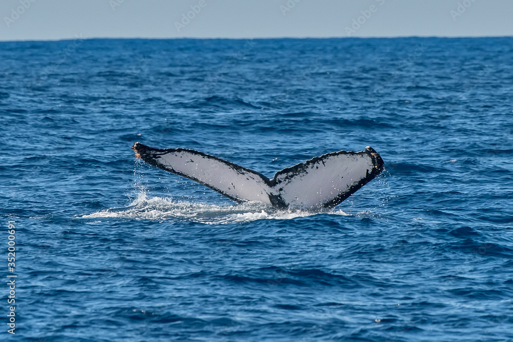 Fototapeta premium Humpback Whale photographed in Vitoria, Capital of Espirito Santo. Southeast of Brazil. Atlantic Ocean. Picture made in 2019.