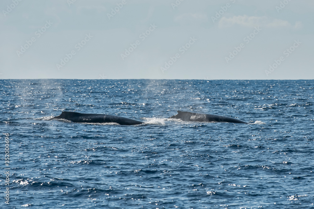 Naklejka premium Humpback Whale photographed in Vitoria, Capital of Espirito Santo. Southeast of Brazil. Atlantic Ocean. Picture made in 2019.