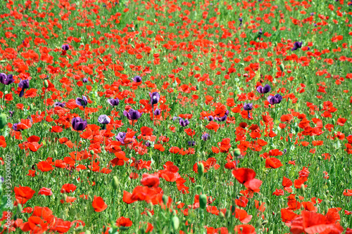 Red and Violet Poppy Field Papaver Somniferum L Poppy Colorful Floral Portrait