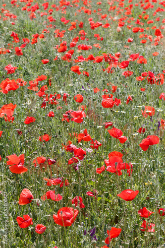 Field With Poppy Flowers Close Up 