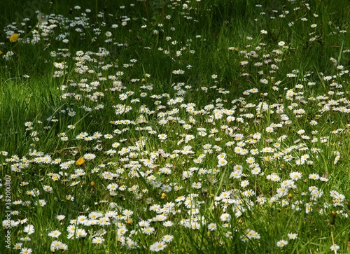 white daisies on meadow at spring