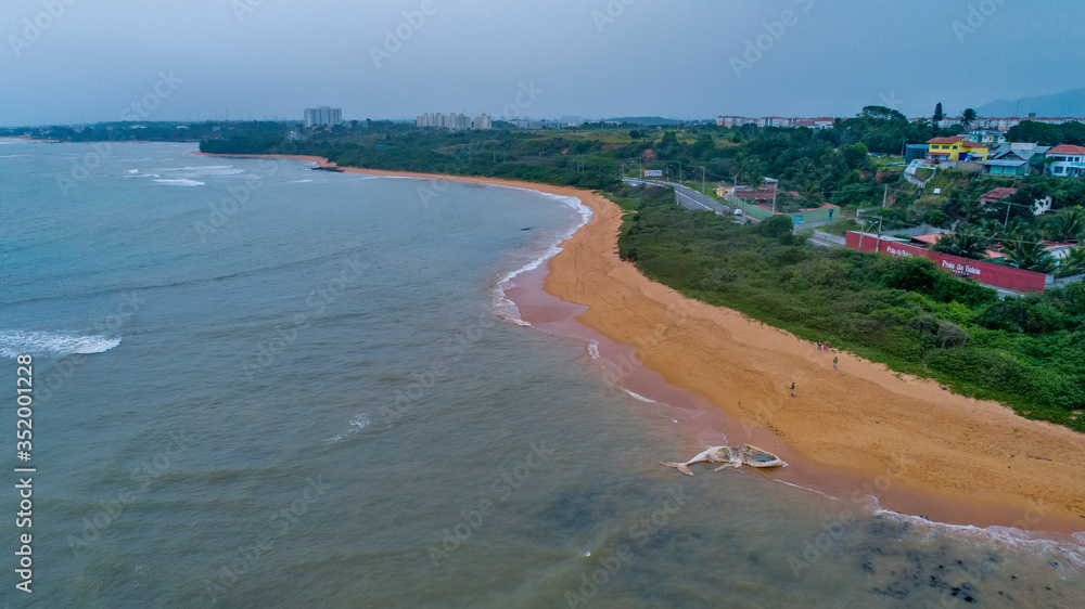 Stranded humpback whale photographed in Serra City, in Espirito Santo. Southeast of Brazil. Atlantic Ocean. Picture made in 2019.