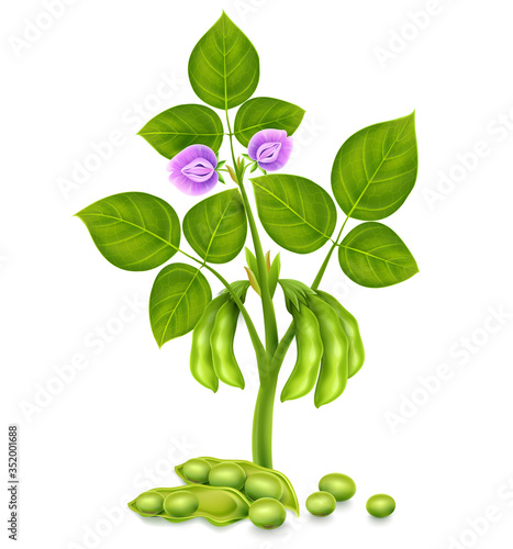 Soy plant beans with green leaves, flowers and pods. Realistic. Isolated on white background. Gradient mesh used. Vector illustration.