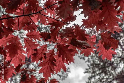 Panorama of a deciduous tree with red leaves