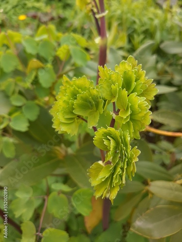 green grape leaves