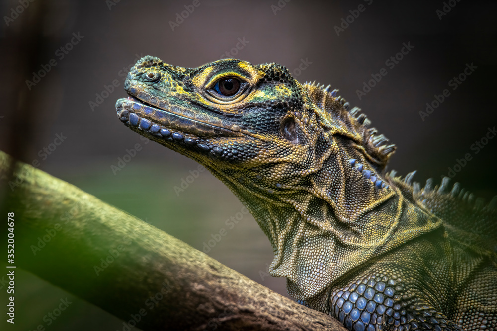 Close up of a Philippine Sail Fin Lizard ion a branch (Hydrosaurus pustulatus) Close up of a Philippine Sail Fin Lizard ion a branch (Hydrosaurus pustulatus)