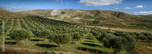 Mountain rural landscape, olive groves of Greece, panorama