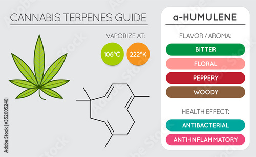 Cannabis Terpene Guide Information Chart. Aroma and Flavor with Health Benefits and Vaporize Temperature. Vector.