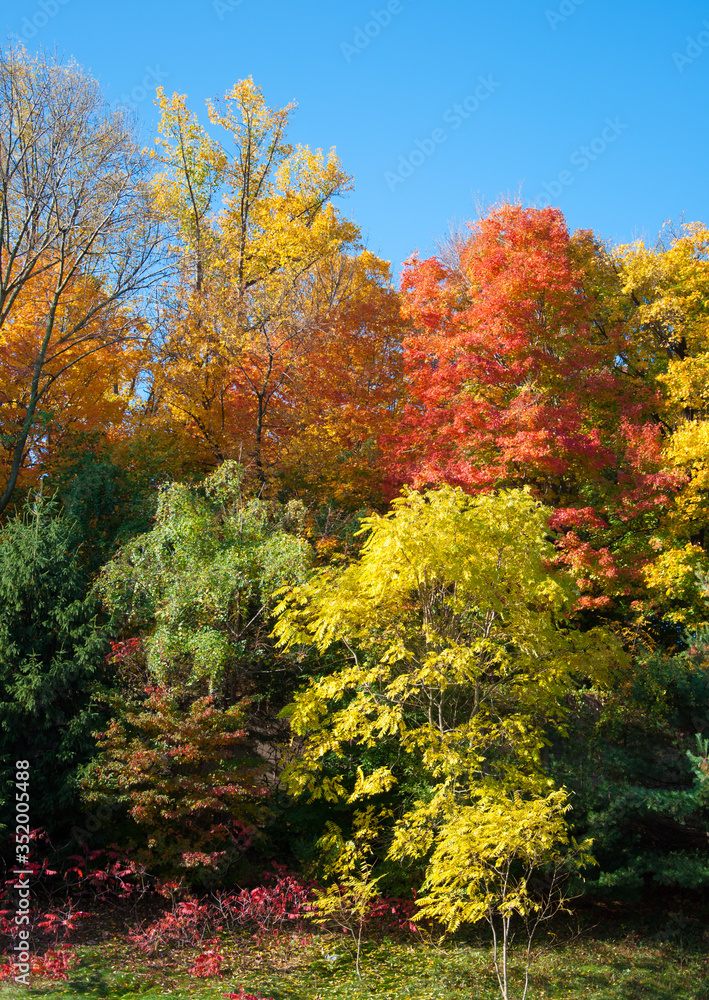Treest with vivid colors in the Fall against a clear blue sky with room for copy. Treest with vivid colors in the Fall against a clear blue sky with room for copy.