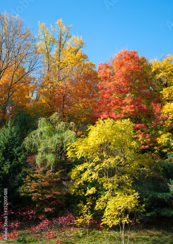 Treest with vivid colors in the Fall against a clear blue sky with room for copy.