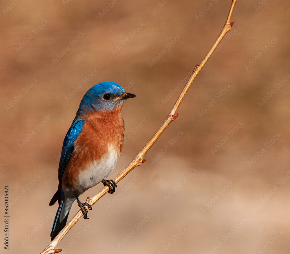 Fototapeta premium EASTERN BLUEBIRD