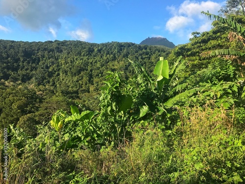 the wild nature of Guadeloupe