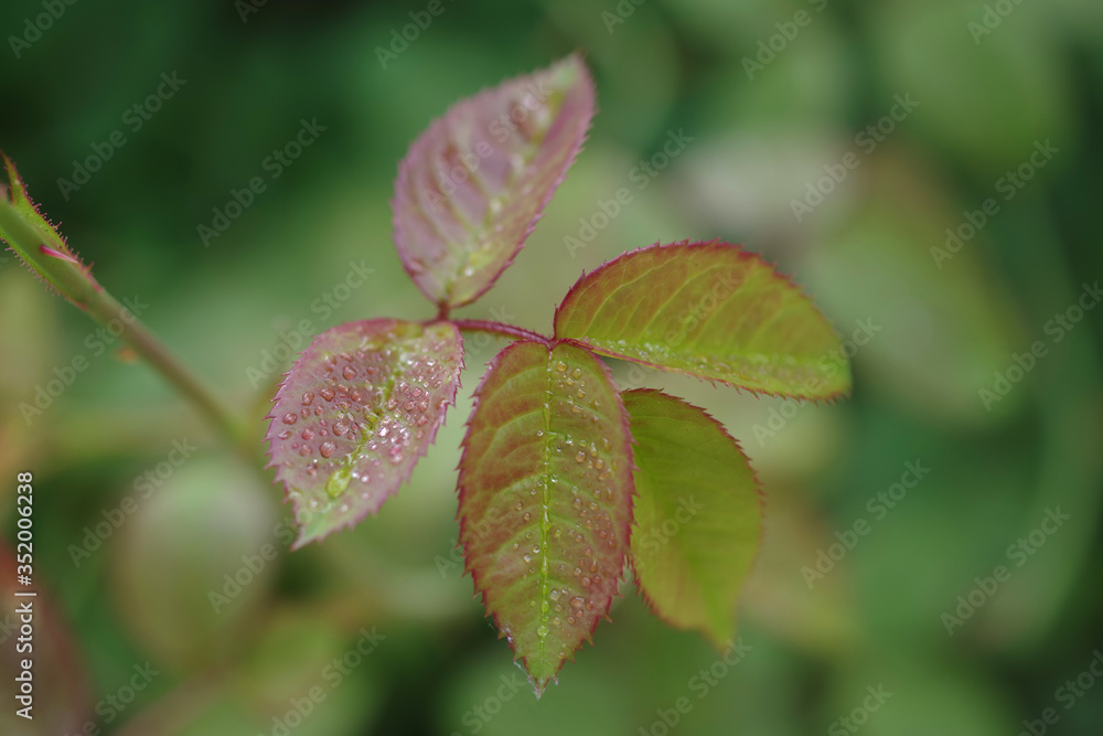 Close-up morning view of rose leaves with with dew drops on them Close-up morning view of rose leaves with with dew drops on them