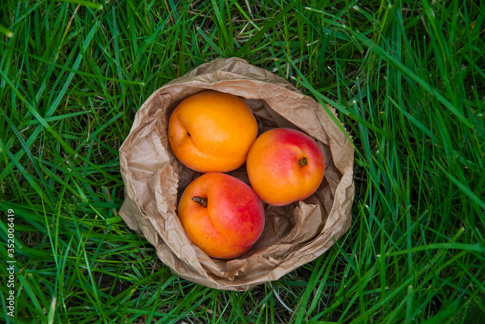 Ripe colouful apricots in the ground covered by green grass. Ripe colouful apricots in the ground covered by green grass.