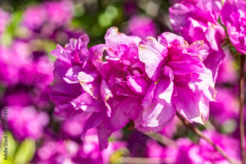 Bl  te Rhododendron yedoense - Yodogawa-Azalee