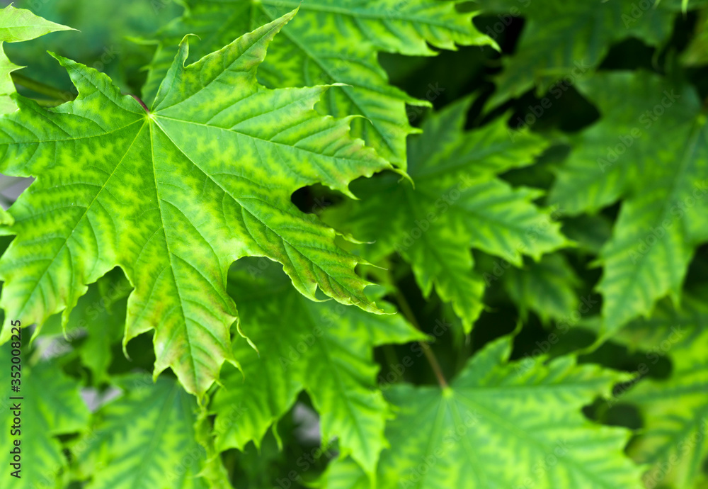 .background with green leaf close-up .background with green leaf close-up