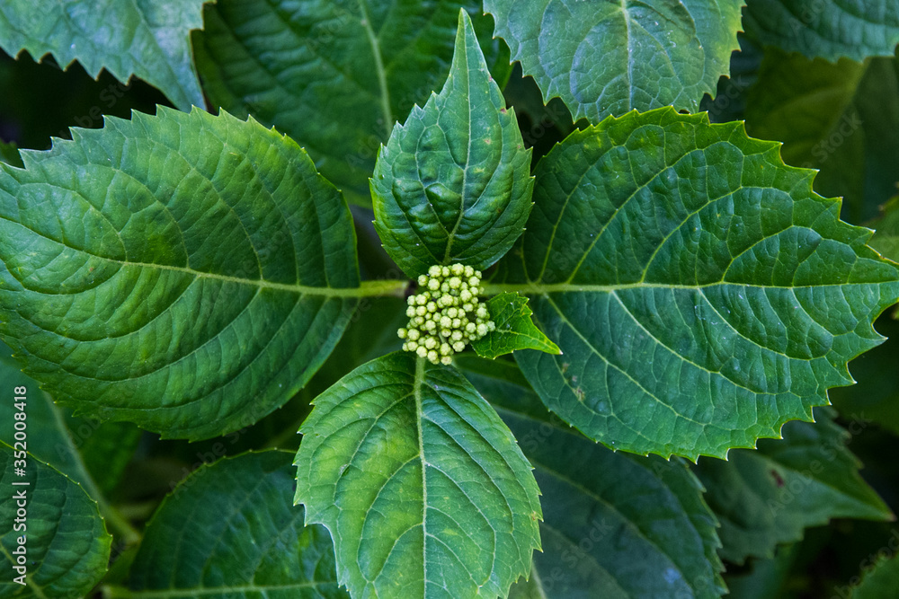 Close up of little hydrangea flower buds starting to sprout from the plant during early spring.