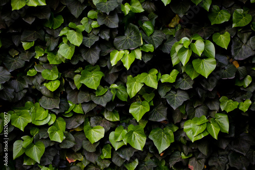 Wall overgrown with ivy plant. Hedera Helix ivy. Green plant hedge. Green floral background. Mixes with dark green and light green leaves