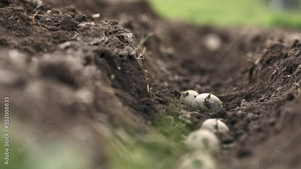 Senior gardener gardening in his permaculture garden - planting potatoes, putting them in prepared row in soil Senior gardener gardening in his permaculture garden - planting potatoes, putting them in prepared row in soil