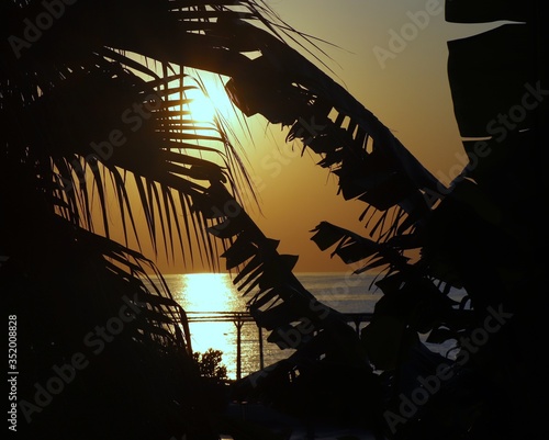 Silhouettes of branches and leaves of a palm tree in the background sun and sunset over the sea