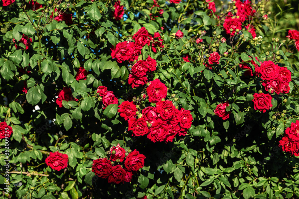 Obraz premium red rose bush in the garden