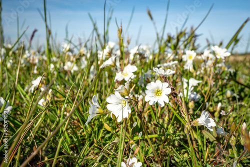  the charm of spring in the meadows of Latvia