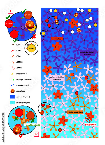 Sélection positive/négative des lymphocytes