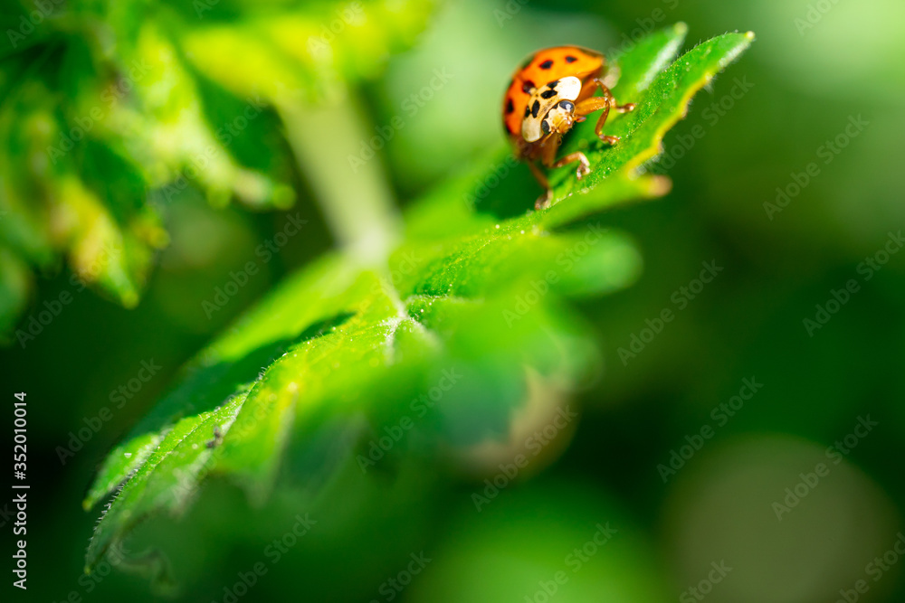 Close up of ladybug on green leaf. Concept of wildlife. Close up of ladybug on green leaf. Concept of wildlife.