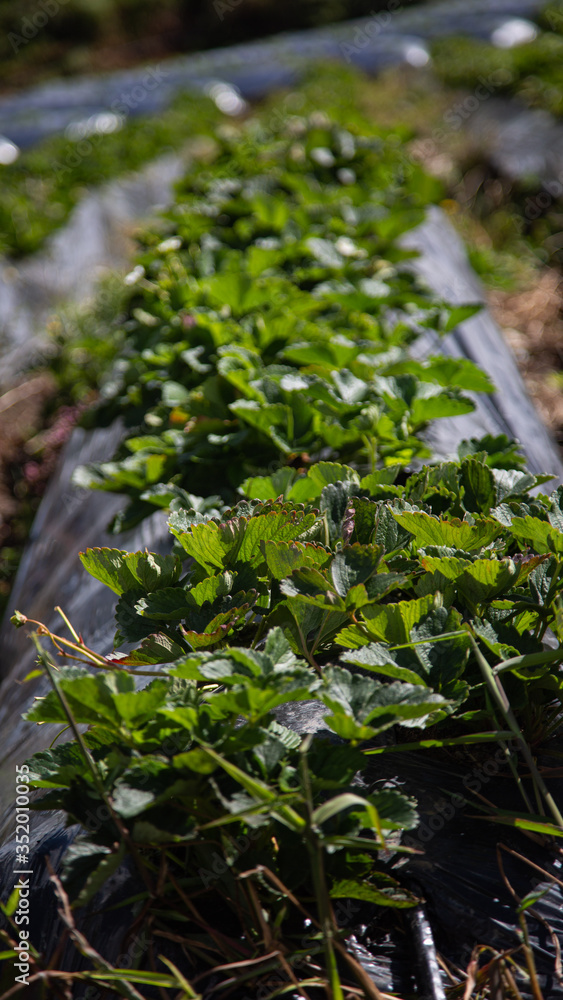cultivation of strawberries and lulos in sunny day cultivation of strawberries and lulos in sunny day