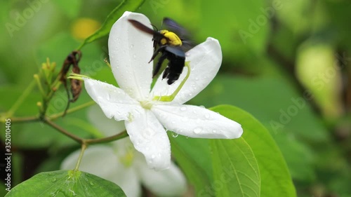 Carpenter bee on white flower.the buff-tailed bumblebee (Bombus terrestris).Bee collecting pollen among white blossoms. photo