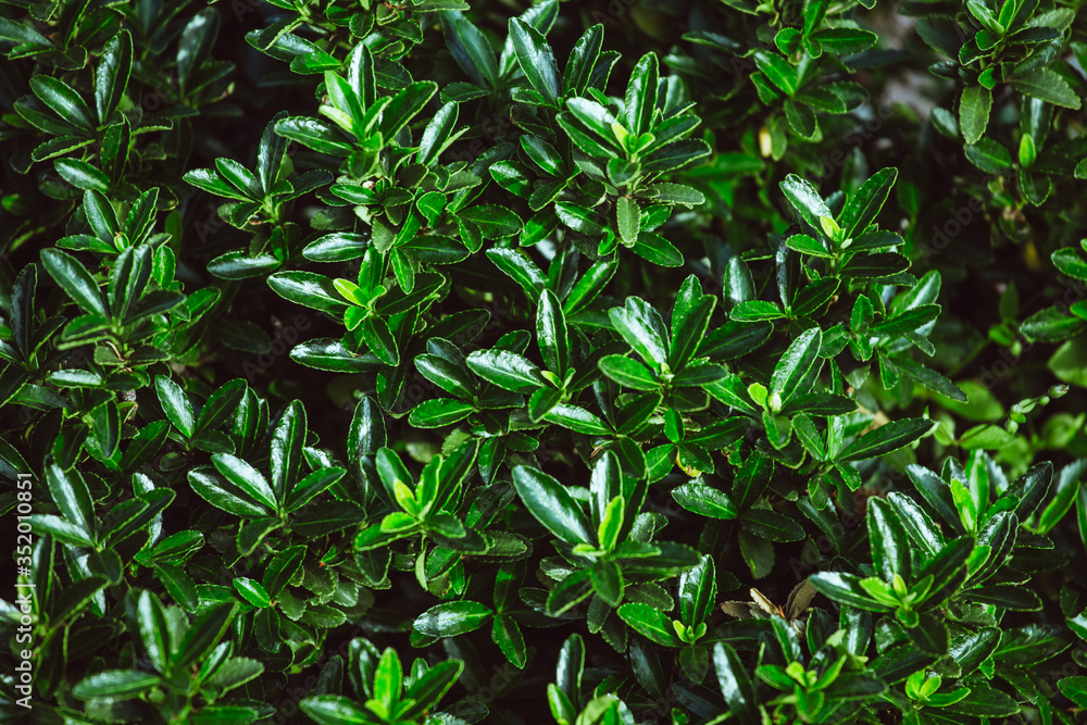 Obraz premium Green floral background. Juicy fresh greens of succulents. Green leaves texture of plant carpet