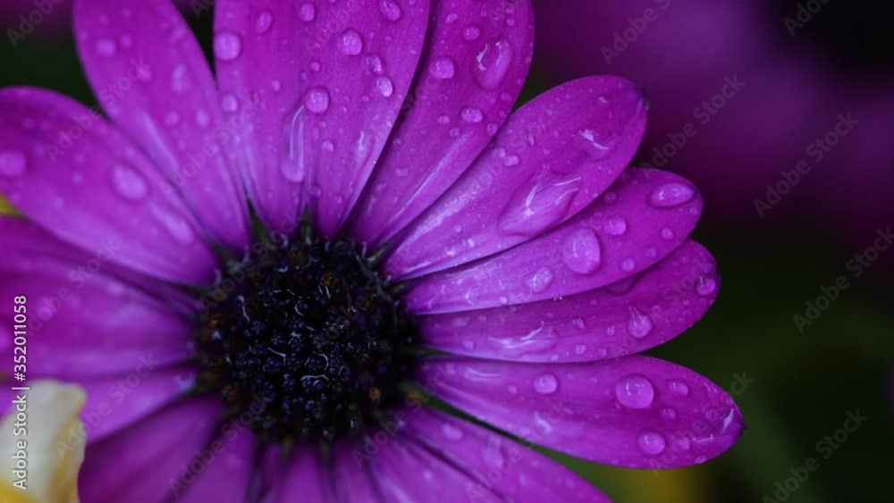 Purple flowers with rain drops. Close up macro photography of nature. Colorful purple flowers. Nature of New York, in Central Park. Purple flowers with rain drops. Close up macro photography of nature. Colorful purple flowers. Nature of New York, in Central Park.
