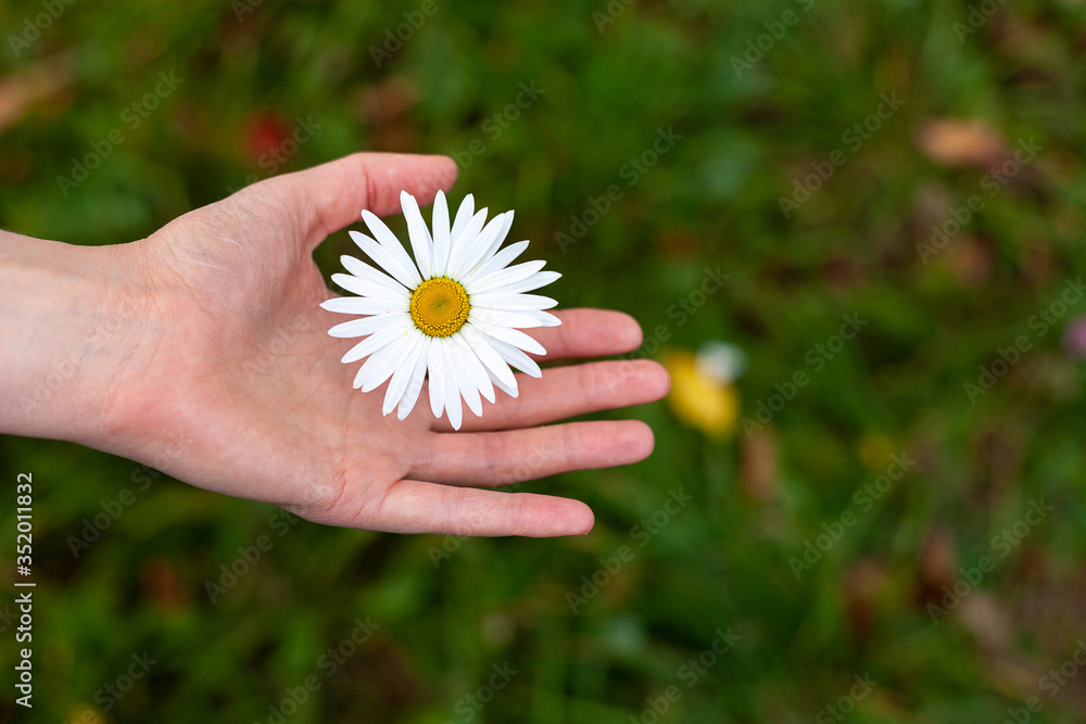 the girl is holding a pure bright chamomile flower, an organic natural product on a green background the girl is holding a pure bright chamomile flower, an organic natural product on a green background