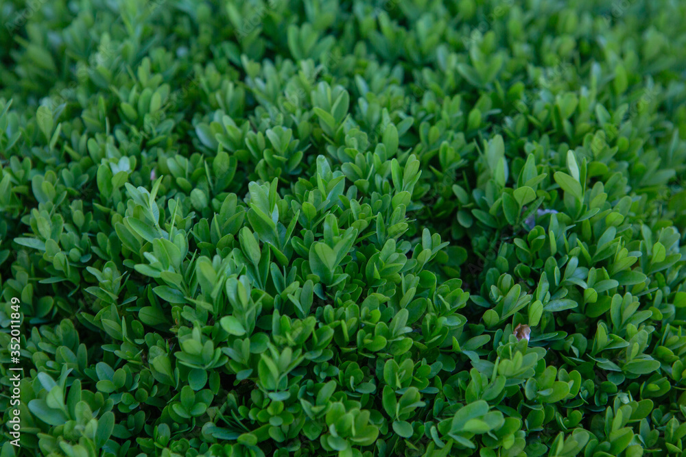 Green floral background. Grass growing in a meadow in nature outdoors. Plant called Highlander avian or sporish avian. Grass texture Green floral background. Grass growing in a meadow in nature outdoors. Plant called Highlander avian or sporish avian. Grass texture