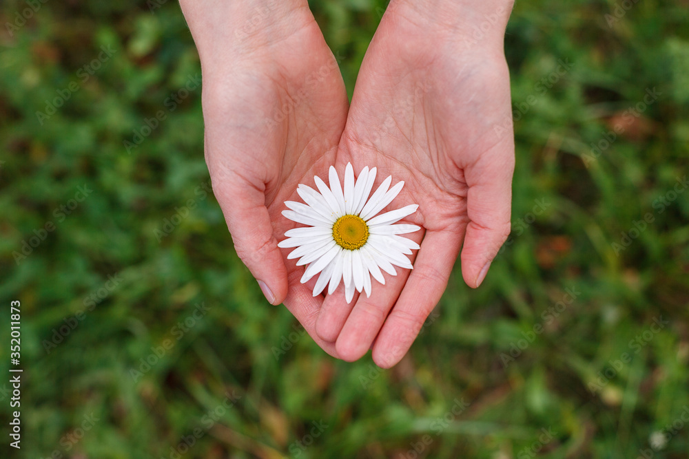 the girl is holding a pure bright chamomile flower, an organic natural product on a green background the girl is holding a pure bright chamomile flower, an organic natural product on a green background