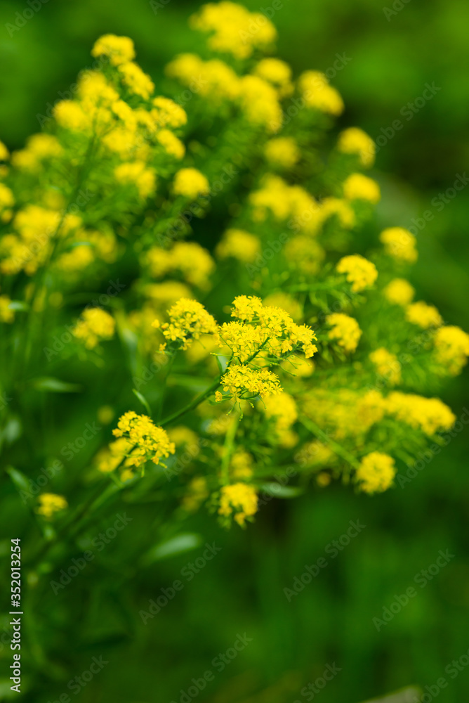 Spring flowers yellow rape against the background of green background
