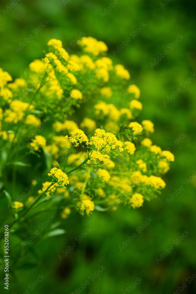Spring flowers yellow rape against the background of green background Spring flowers yellow rape against the background of green background